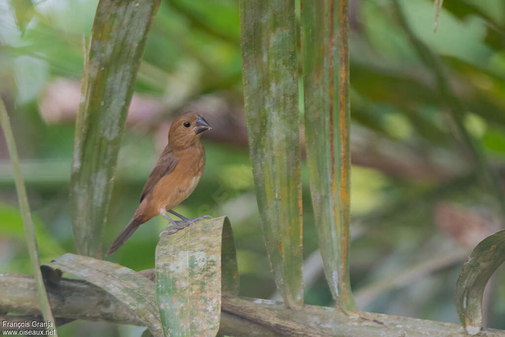 Thick-billed Seed Finch female adult, habitat, pigmentation