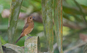 Thick-billed Seed Finch