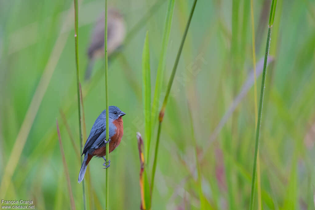 Sporophile à ventre châtain mâle adulte, identification