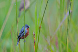 Chestnut-bellied Seedeater