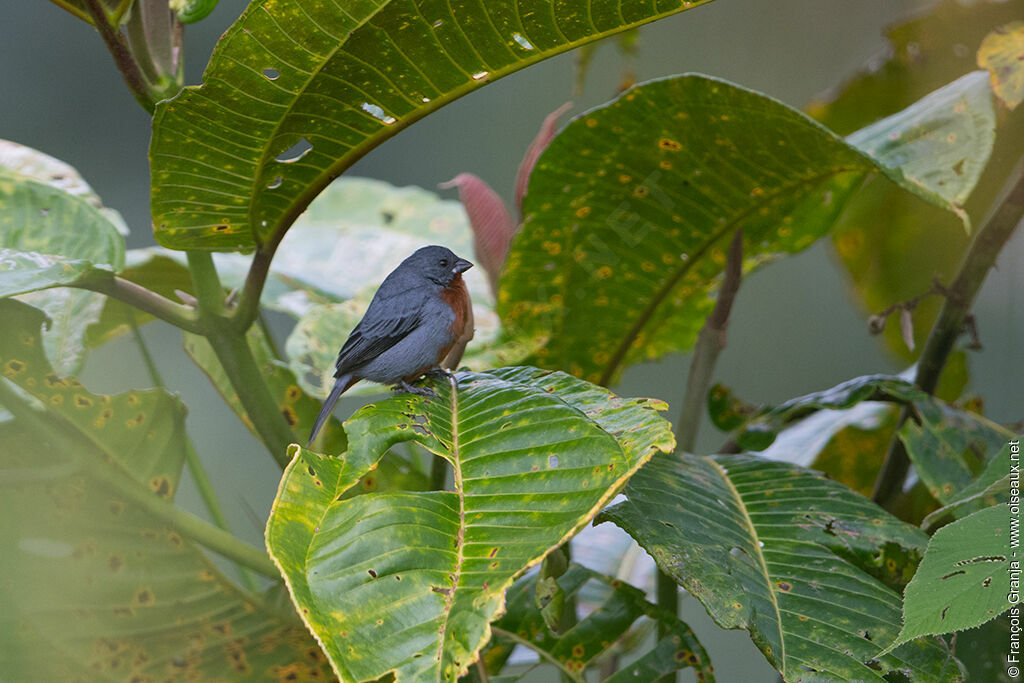 Chestnut-bellied Seedeater male