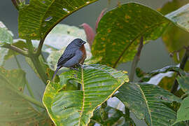 Chestnut-bellied Seedeater