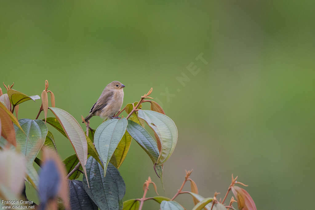 Chestnut-bellied Seedeater female adult, habitat, pigmentation