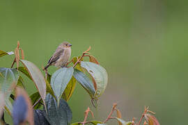 Chestnut-bellied Seedeater