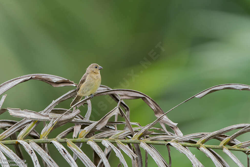 Yellow-bellied Seedeater female adult, habitat, pigmentation