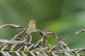 Yellow-bellied Seedeater