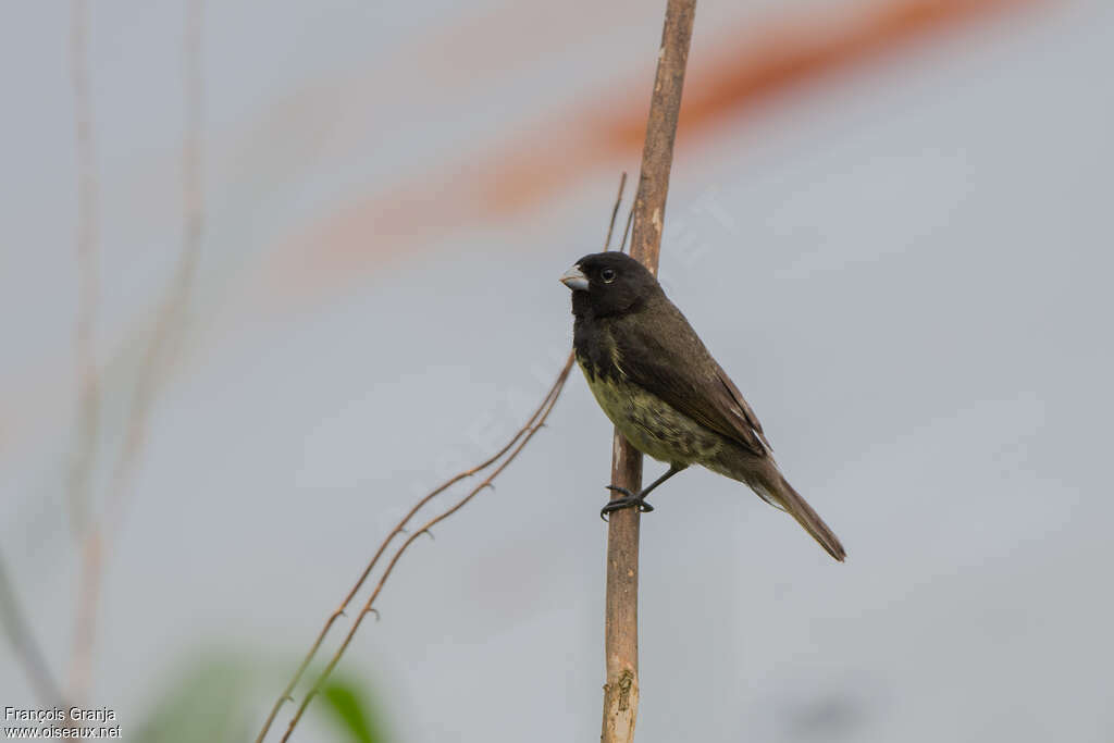 Sporophile à ventre jaune mâle adulte, identification