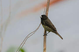 Yellow-bellied Seedeater