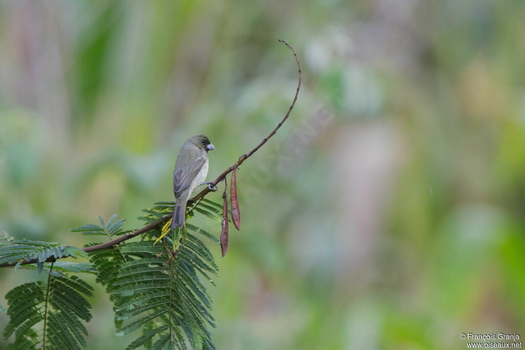 Yellow-bellied Seedeater