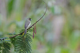 Yellow-bellied Seedeater