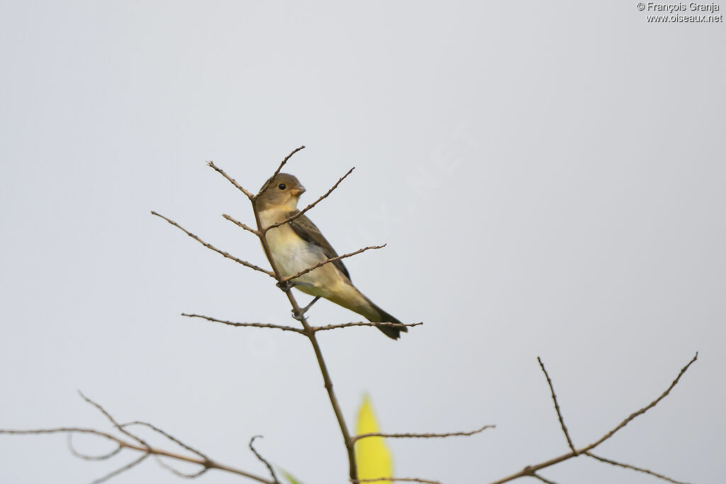 Lined Seedeater female