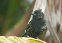 Black-faced Grassquit