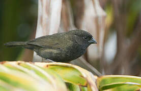 Black-faced Grassquit