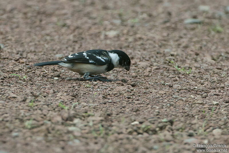 Morelet's Seedeater male adult