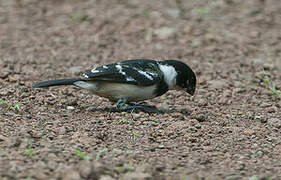 Morelet's Seedeater