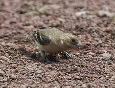 Morelet's Seedeater