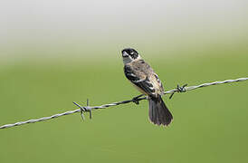 Morelet's Seedeater