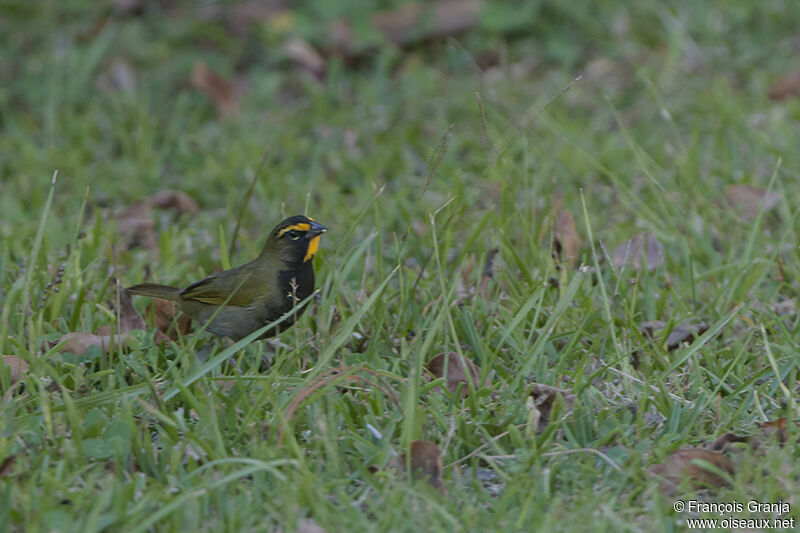 Sporophile grand-chanteuradulte