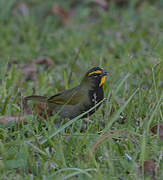 Yellow-faced Grassquit