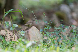 Dull-colored Grassquit