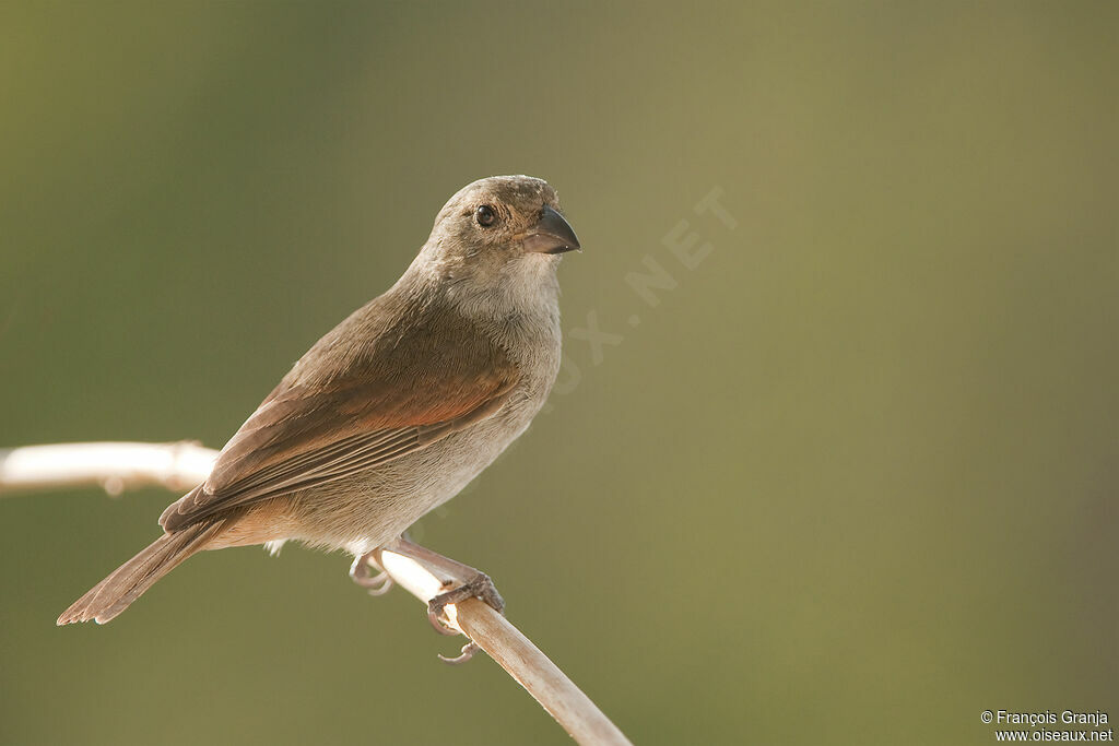 Lesser Antillean Bullfinch female adult