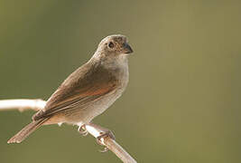 Lesser Antillean Bullfinch