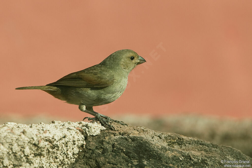 Lesser Antillean Bullfinch female adult