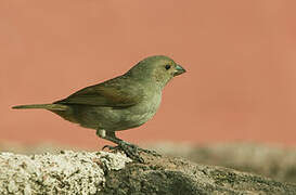 Lesser Antillean Bullfinch