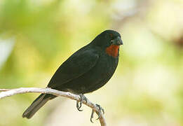 Lesser Antillean Bullfinch