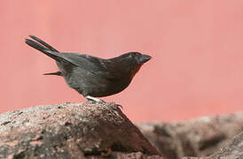 Lesser Antillean Bullfinch