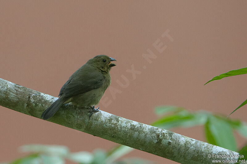 Variable Seedeater female adult