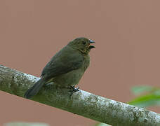 Variable Seedeater