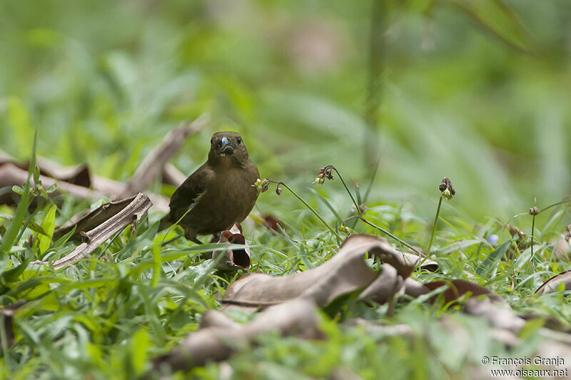 Variable Seedeater female adult