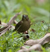 Variable Seedeater