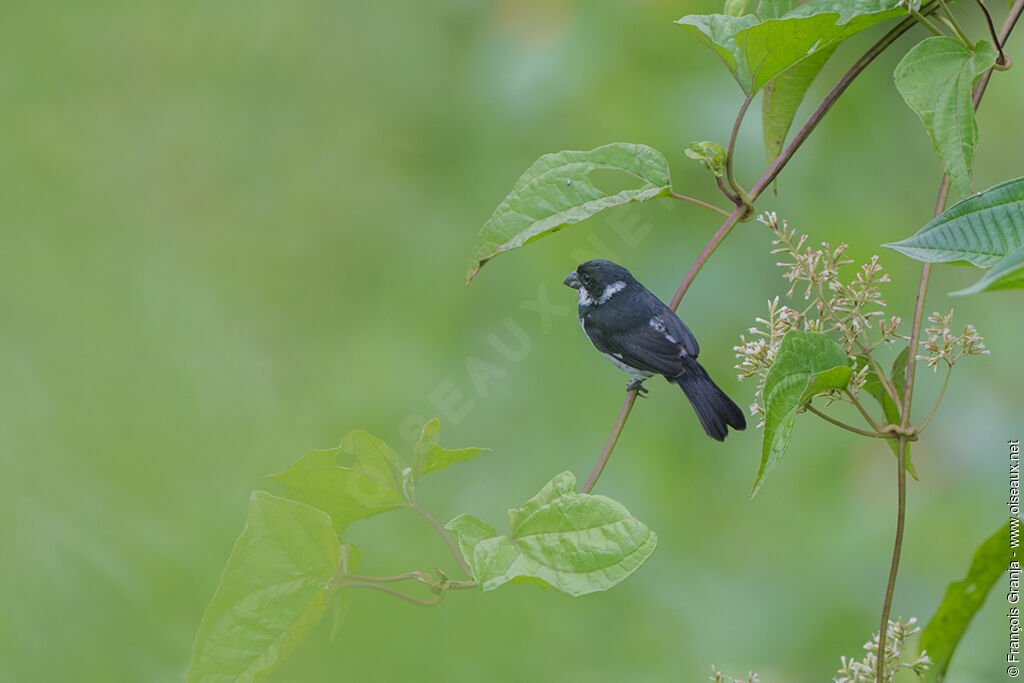 Variable Seedeater male