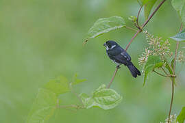 Variable Seedeater