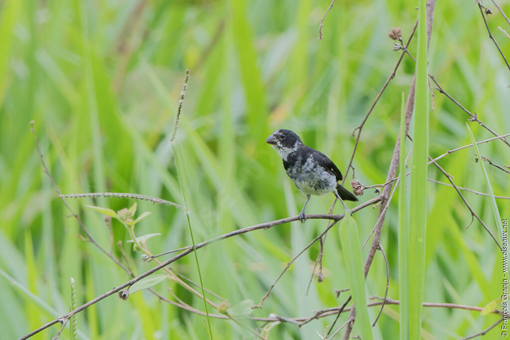 Variable Seedeaterimmature