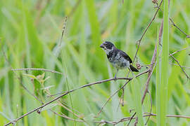 Variable Seedeater