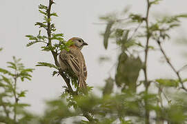 Speckle-fronted Weaver