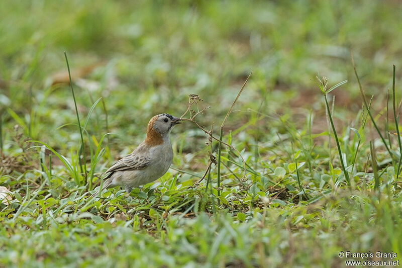 Speckle-fronted Weaveradult