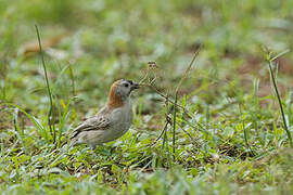 Speckle-fronted Weaver