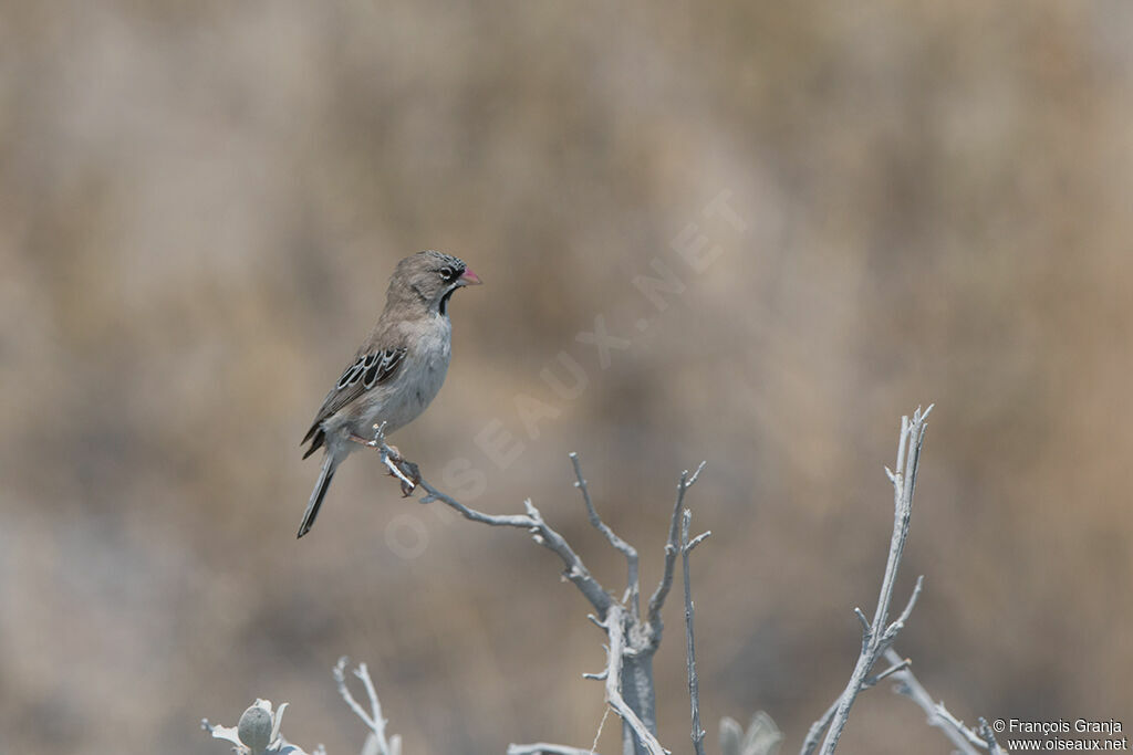 Scaly-feathered Weaver