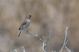 Scaly-feathered Weaver