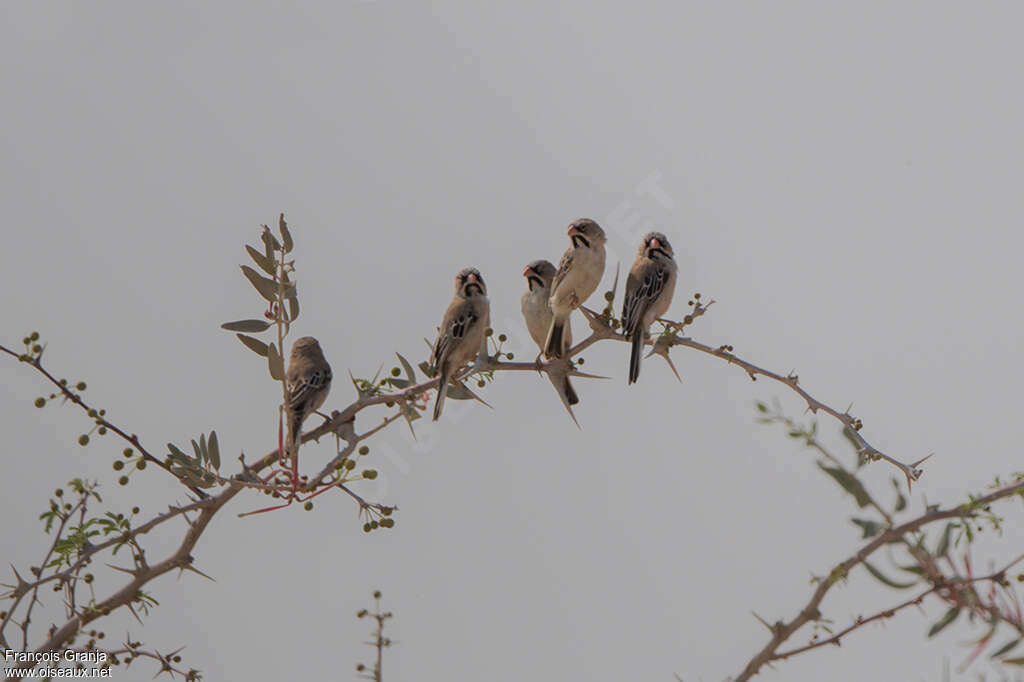 Scaly-feathered Weaver, Behaviour