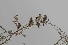 Scaly-feathered Weaver