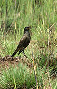 Pied Starling