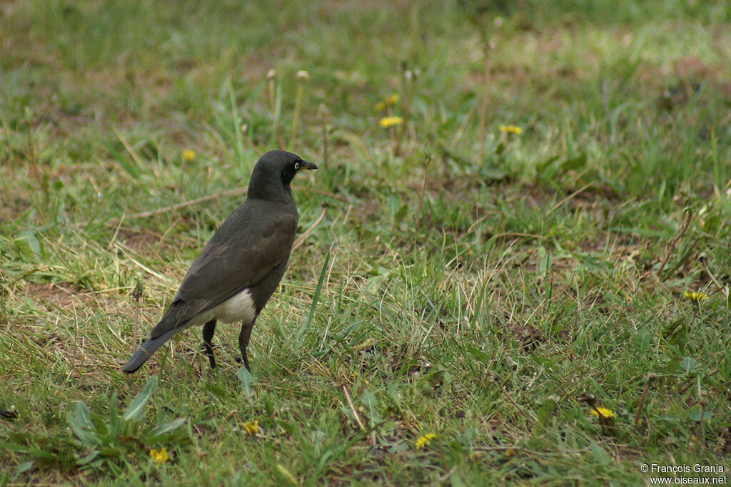 Spréo bicoloreadulte