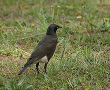 Pied Starling