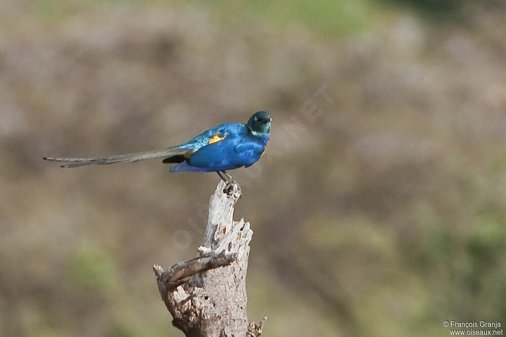 Golden-breasted Starling