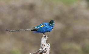 Golden-breasted Starling